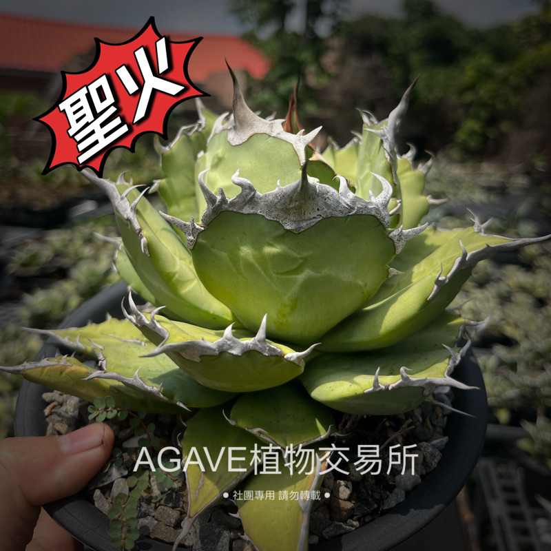 聖火/暴牙無錦嚴龍(販售正側芽) 非TC組織苗 AGAVE 龍舌蘭專門店