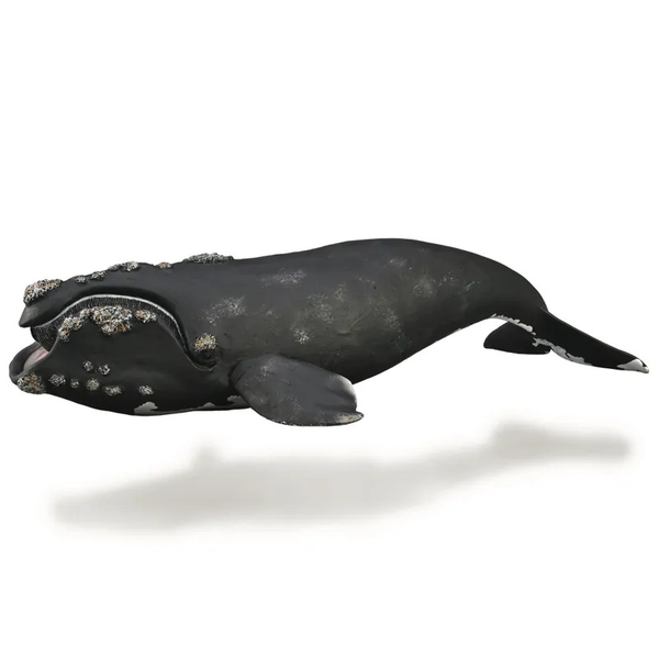 COLLECTA動物模型 - 露脊鯨