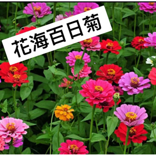 愛上種子 花海大百日菊 百日草 100公克/包 全年可播種
