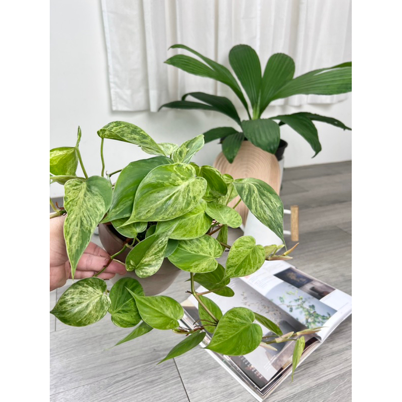 Philodendron hederaceum 'Variegated' 大理石心葉蔓綠絨