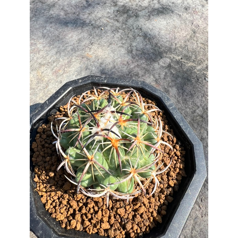 Coryphantha 頂花球屬 象牙丸屬🌵仙人掌Coryphantha tripugionacantha 鋼釘象牙丸