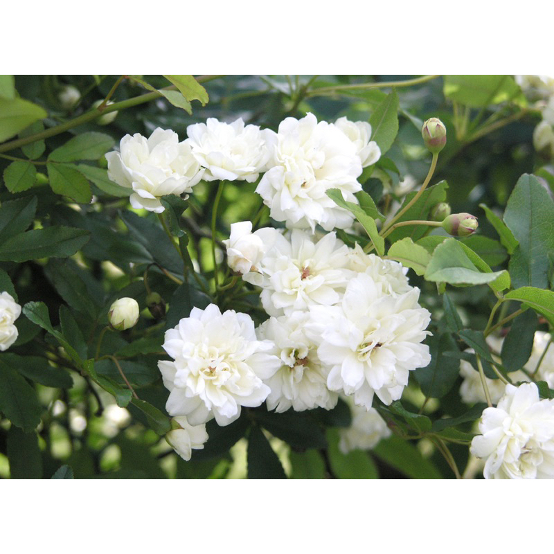 玫瑰花🌹濃香.蔓性藤本.重瓣白木香玫瑰🌹使用玫瑰專用土.重瓣白木香