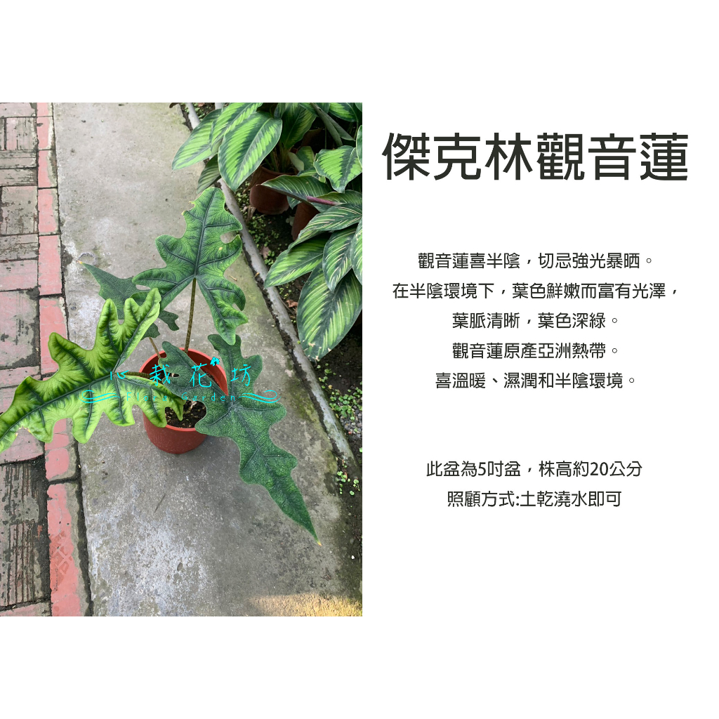 心栽花坊-傑克林觀音蓮/觀音蓮/5吋/綠化植物/室內植物/觀葉植物/售價500特價450