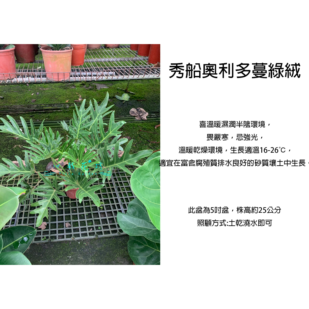 心栽花坊-秀船奧利多蔓綠絨/秀船蔓綠絨/6吋/觀葉植物/室內植物/綠化植物/售價250特價200