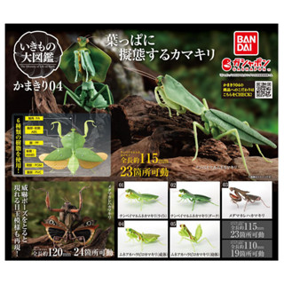 【LUNI 玩具雜貨】BANDAI 螳螂環保扭蛋04 扭蛋 整套5款 生物大圖鑑