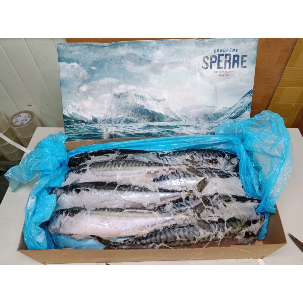 挪威鯖魚600+ 10kg