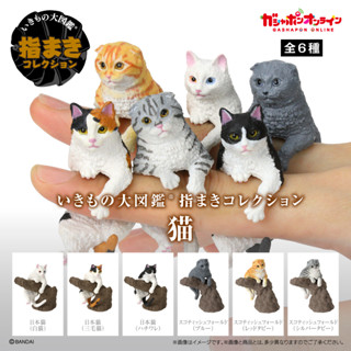 『Vic Toy』日版 BANDAI 轉蛋 扭蛋 指上系列 貓 三花 乳牛 白貓 折耳貓 橘貓 虎班 玩具 公仔 現貨