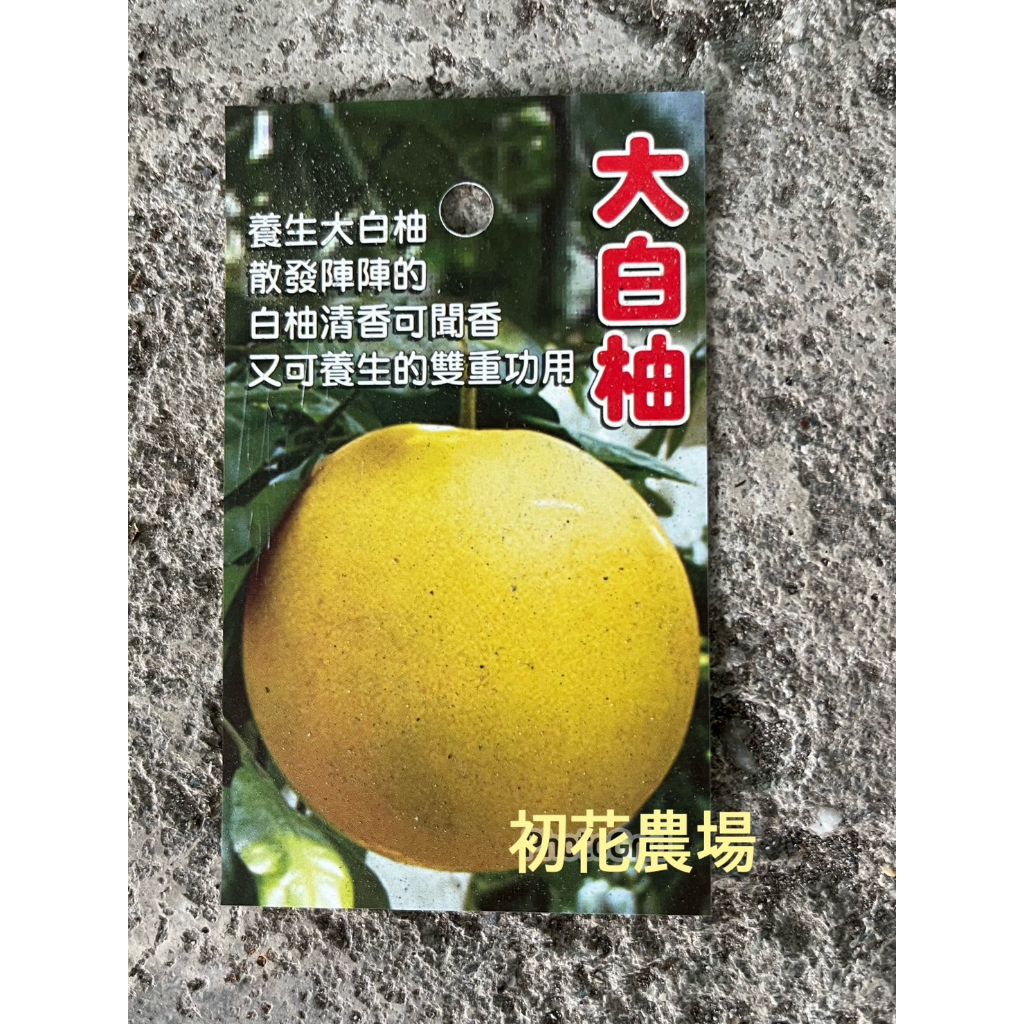 初花農場|大白柚|4吋盆|果樹|柚子苗|嫁接苗|植株過長須修剪----定價240特價200