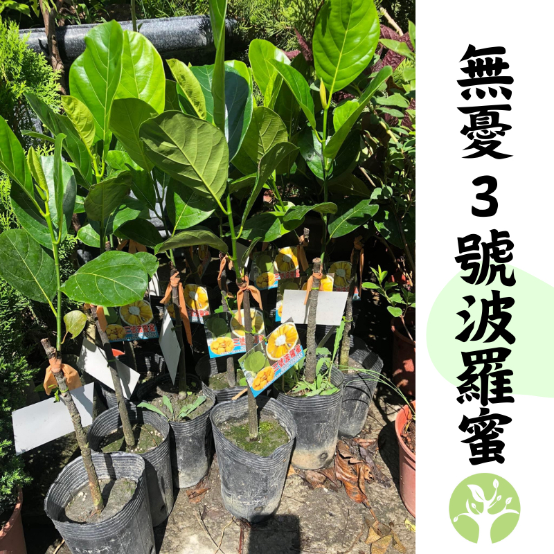 ［農夫世家］無憂3號 波羅蜜 黃肉品種 肉色鮮艷 新改良 膠非常少 嫁接苗 專業處理 成長速度快 果樹 苗