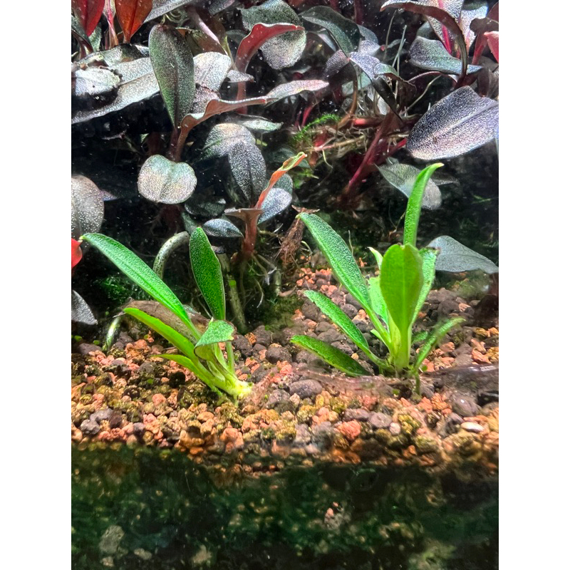 卡佩特5（Bucephalandra Pygmaea Kapit 5）