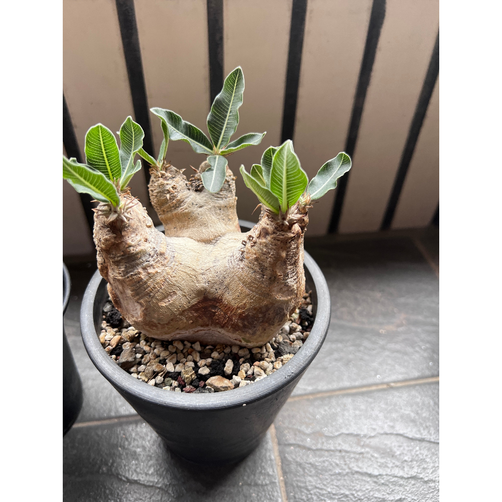 Pachypodium eburneum 原產一本尼