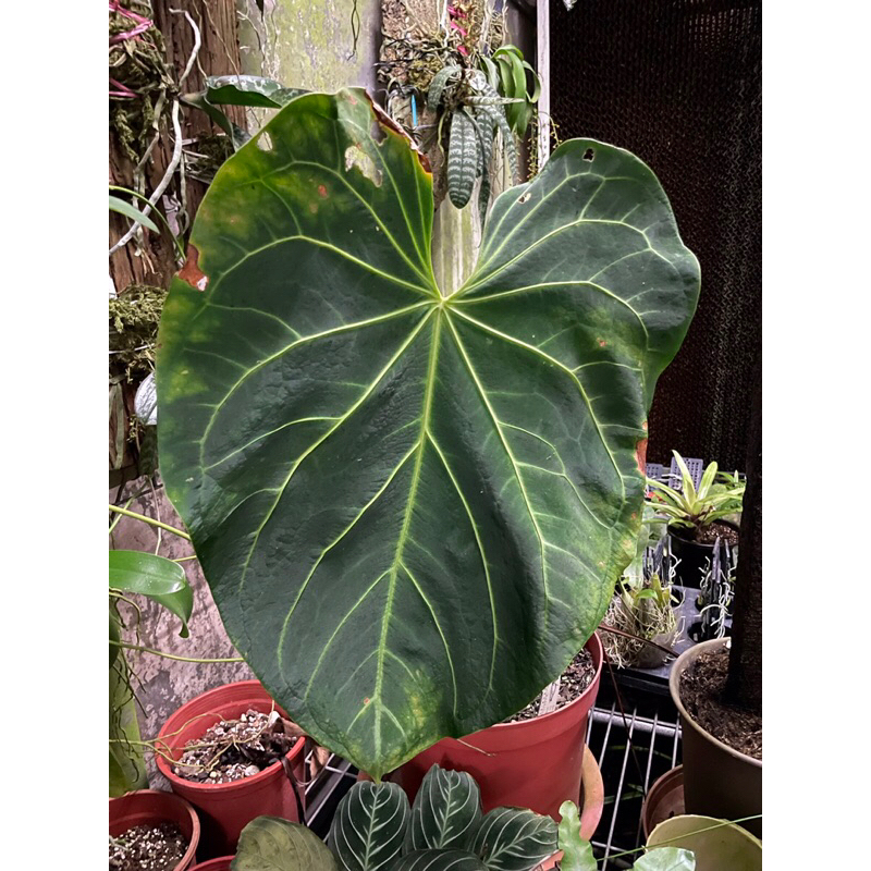 【芃程蘭舍】原種五稜華麗花燭 Anthurium magnificum 3吋盆