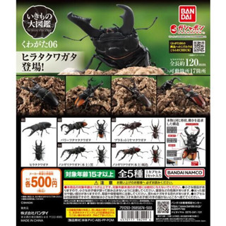 🔥現貨 鍬形蟲 P6 06 生物大圖鑑 昆蟲 扭蛋 公仔 模型