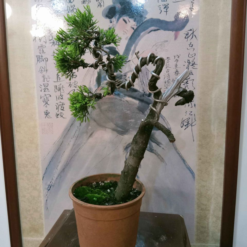 【悠然小院】93F- 意境老「台灣真柏」精品盆栽（15年樹齡大幹徑）