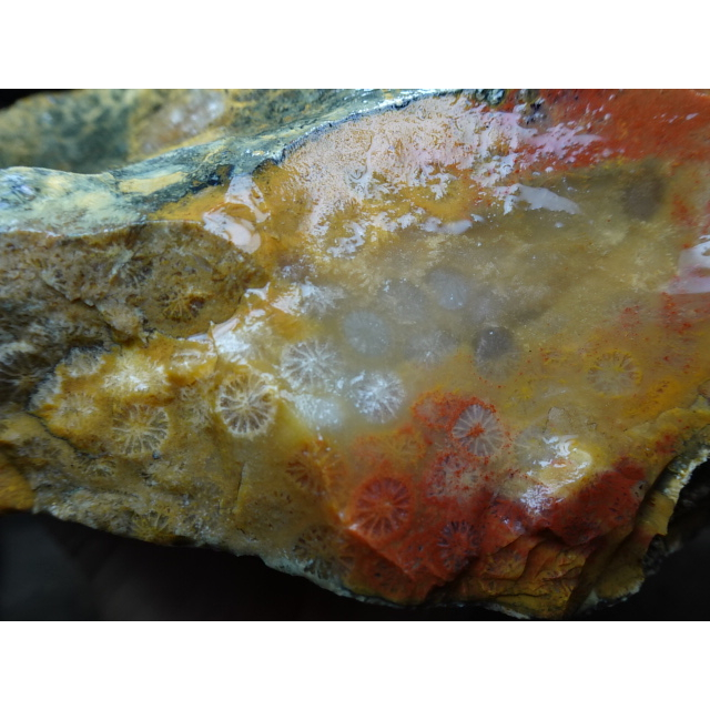 《藍金寶石玉石批發區》→〈原石系列〉→水洗料黃皮層明顯彩色菊花珊瑚黃玉髓原礦〈2550公克→B665