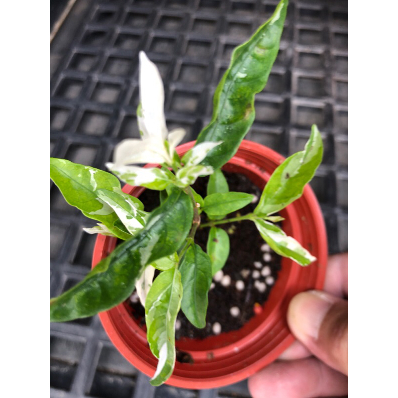 班葉 香水梅 / 3吋～多年生常綠小灌木⋯