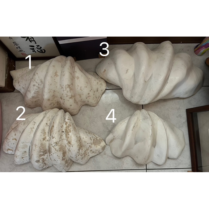 南太平洋化石原石硨磲貝