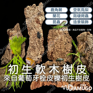 鹿角蕨上板 園藝 鹿角蕨板 初生軟木 樹皮板 香檳木 香檳樹皮 上板 鹿角蕨木板 香檳木樹皮 初生樹皮 軟木樹皮