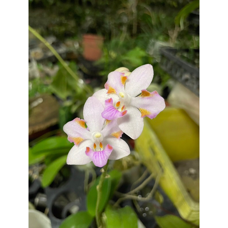 【芃程蘭舍】插角朵麗象耳蝴蝶蘭 Phal. (gigantea x pulcherrima ) 2.5吋實生 開花株