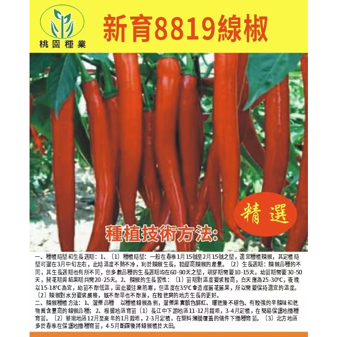 ❥【原廠包裝】8819線椒種子 6月中旬種植 香辣超辣 辣椒皺皮 紅辣椒 高產線椒 農家蔬菜種籽 辣椒種子 青辣椒🌱