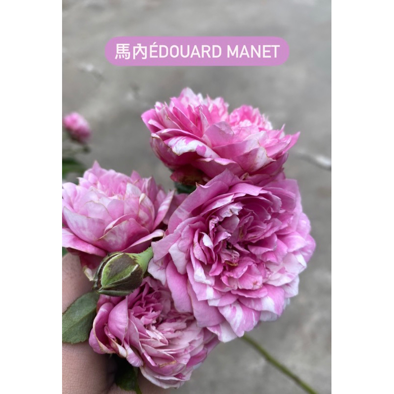 （保濕枝條買二送一） Édouard Manet馬內 強健 蔓性玫瑰花 雙色 植株苗 植株盆 無根保濕枝條