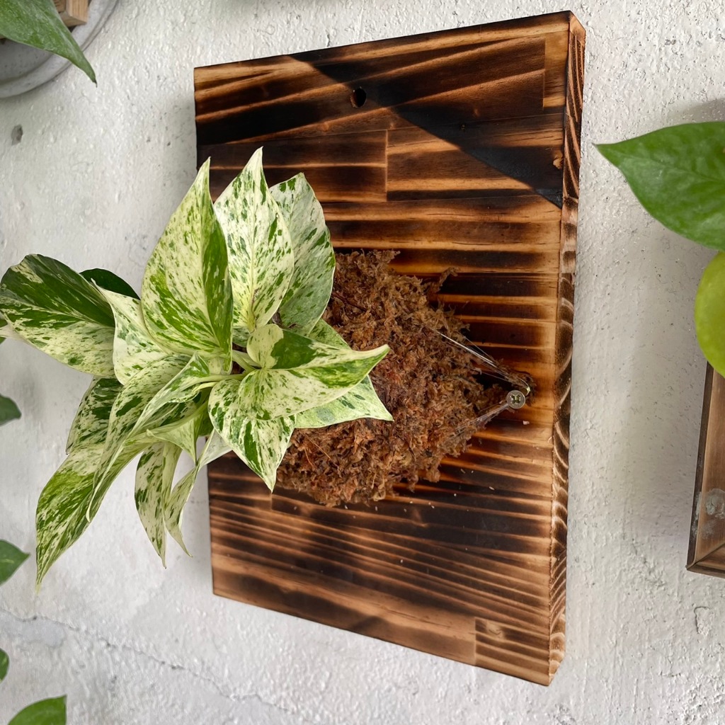 上板植物 植物板 植物框 上板 畫框 板材 鹿角蕨 木板 木框 澳銀 銀鹿皆可上板