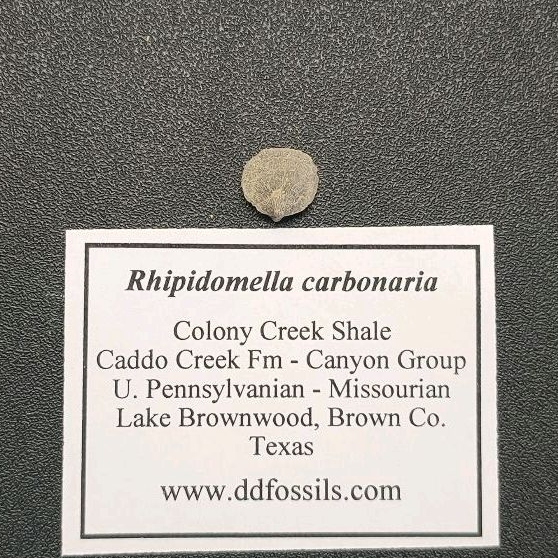[海膽的刺]Rhipidomella carbonaria/腕足動物化石_63