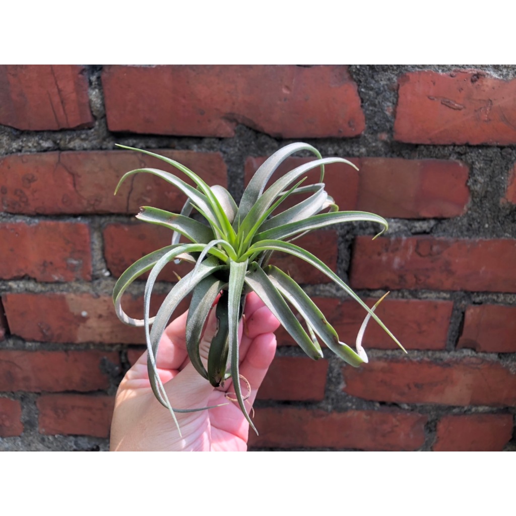 Tillandsia streptophylla x concolor 空氣鳳梨 電捲交空可樂