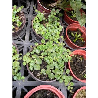 花花世界-綠化盆栽**海龜椒草**3吋盆/高5-15cm/ 小巧可愛的葉子 綠化環境 舒壓療癒/MA(特價中)