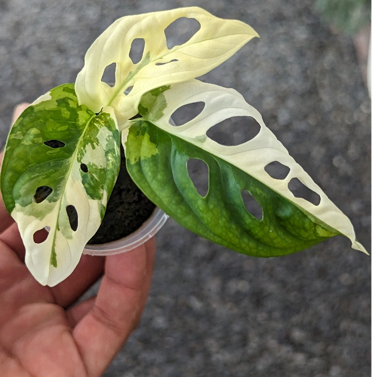 開心農元-觀葉植物- 白斑洞洞 洞洞蔓綠絨 白斑洞洞蔓綠絨
