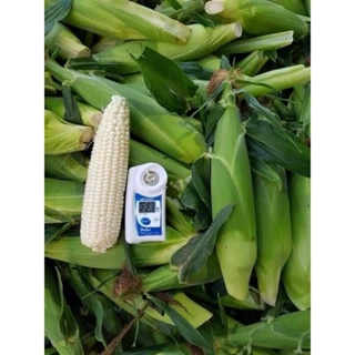 白龍王 北海道水果玉米1斤50元非基改無毒農法 友善環境 大量批發 團購 自產自銷 產地直銷 全年都有種植 牛奶水果玉米