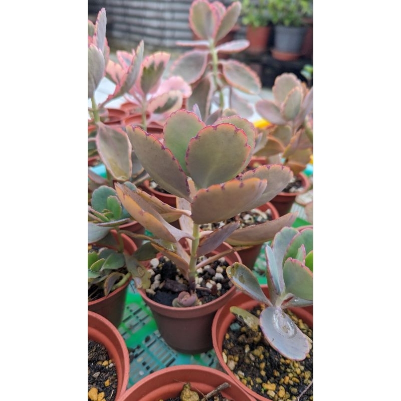 蝴蝶之舞錦 多肉植物 盆栽 3吋