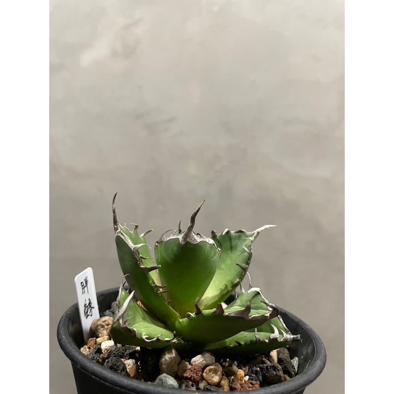 [HJ Plant]-龍舌蘭 | 胖鯨嚴龍( Agave Titanota )