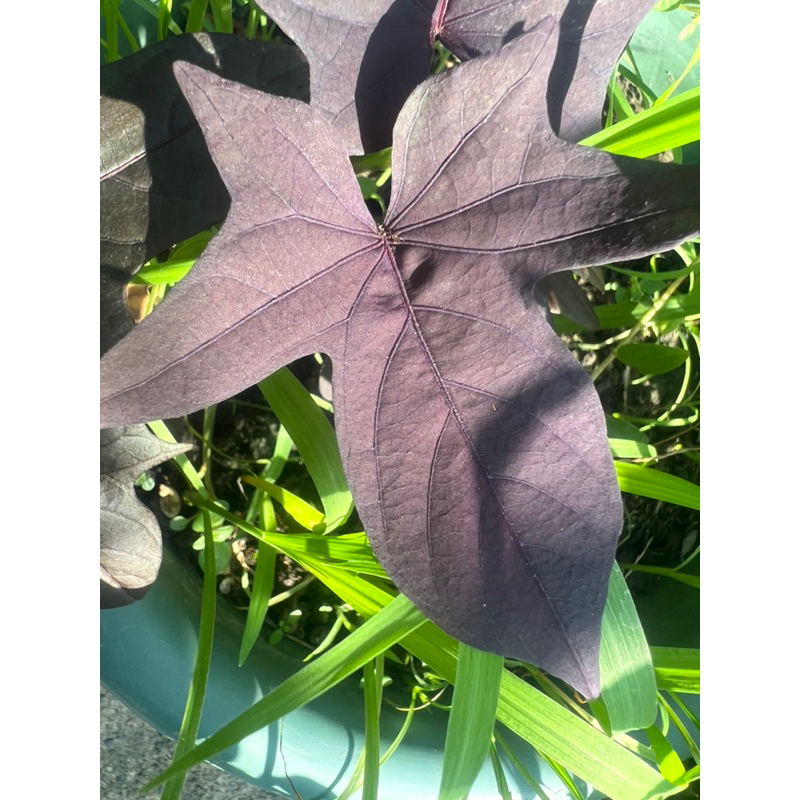 紫楓葉地瓜葉(觀賞、葉用類甘藷)，DIY 枝條10公分，1支，會有些許蟲咬破葉，前枝不帶根無盆裸株保濕出貨