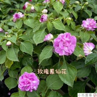 小花園藝 玫瑰鳳仙花 特殊粉紫色 鳳仙花 6吋盆 $160
