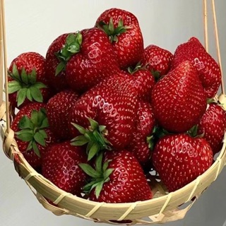 【草莓種子】四季草莓籽 盆栽種子 陽台庭院綠植 當年結果 四季開花結果