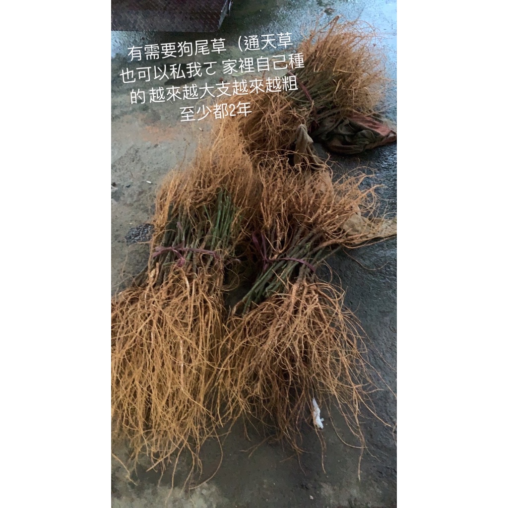 南投頂級狗尾草/九尾草/通天草☞台灣人嵾 燉雞湯、排骨湯☞ 濕的 一斤600克