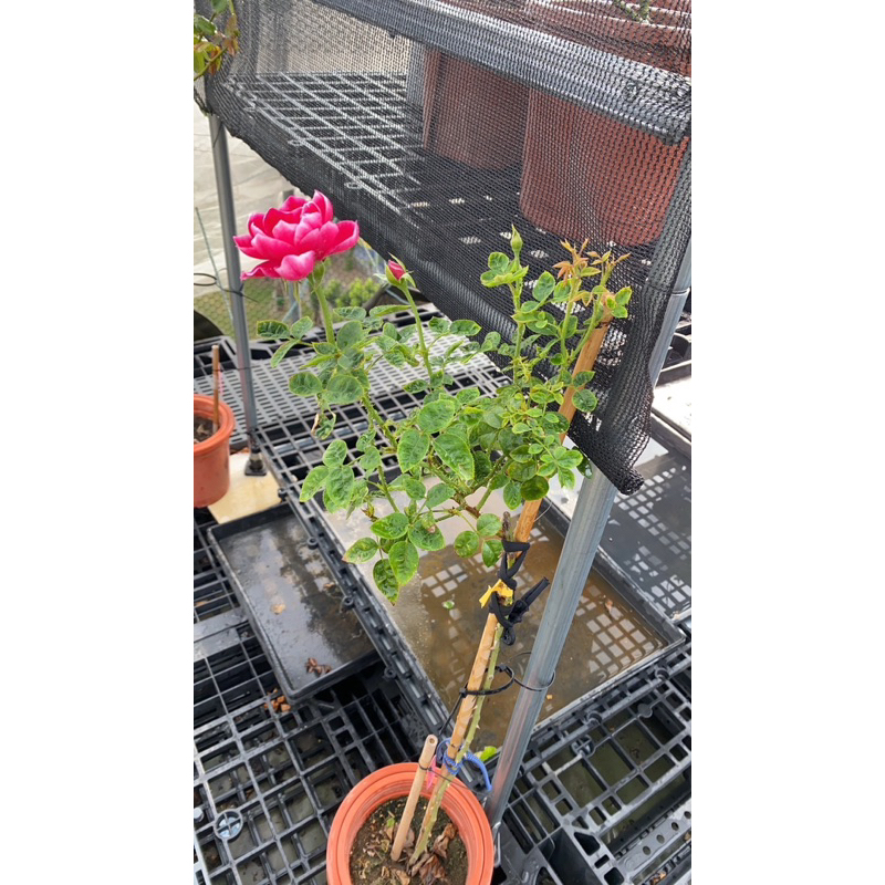 現貨樹玫瑰花-各類品種、日本🇯🇵河本系列、英國🇬🇧、法國玫瑰