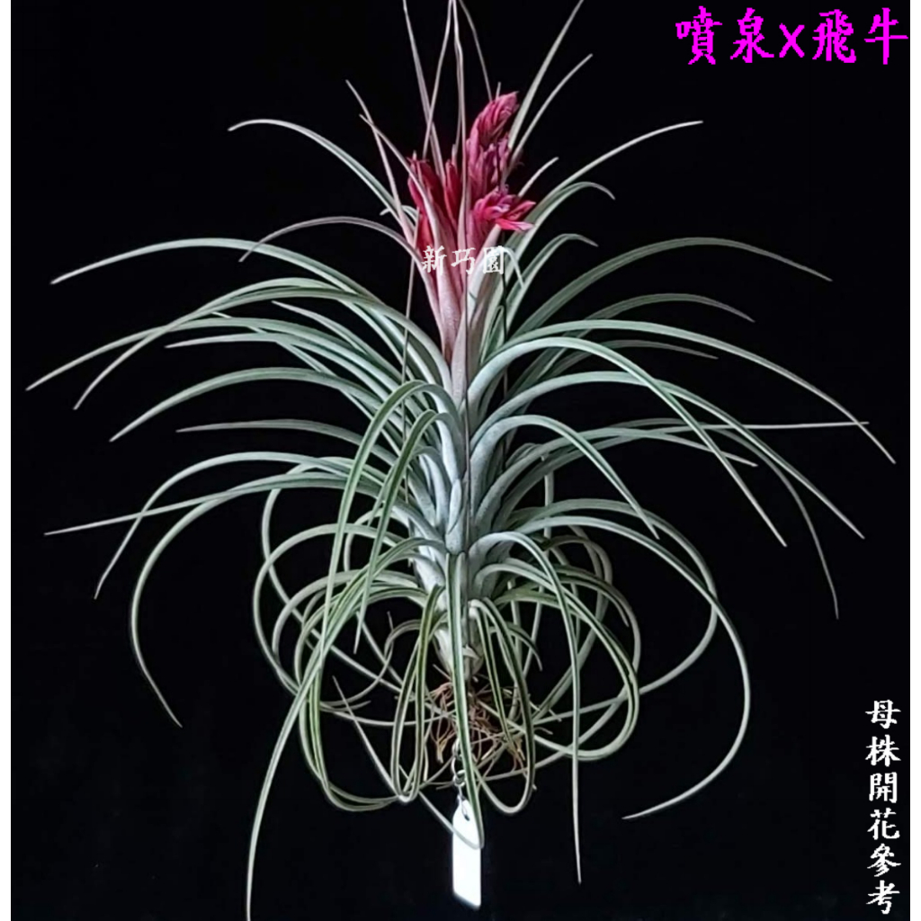 【新巧園】空氣鳳梨 噴泉×飛牛 Tillandsia exserta x velutina