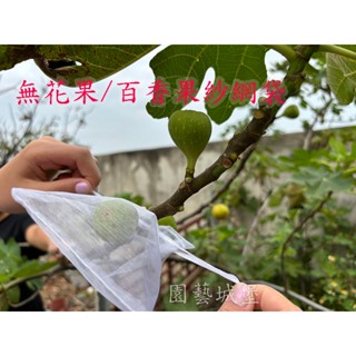 無花果網袋 紗網袋 百香果網袋 草莓網袋 美紗網 雪紗網 雪紗袋 防蟲網袋 水果套袋 禮品袋 紗袋 雙拉繩 【園藝城堡】