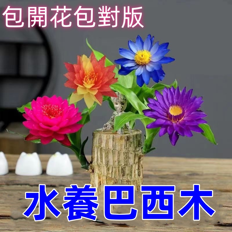 秋季新品【包成活  巴西幸運木】水養開花 懶人盆栽 格魯特幸運木室內綠植 水培植物