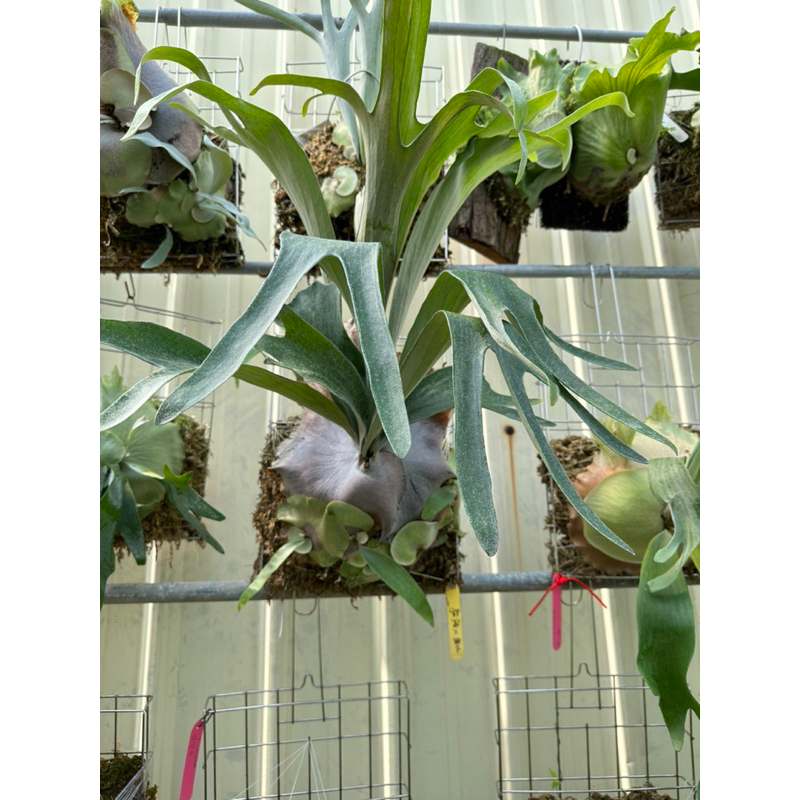 立葉交深綠鹿角蕨/正側芽/療癒植物