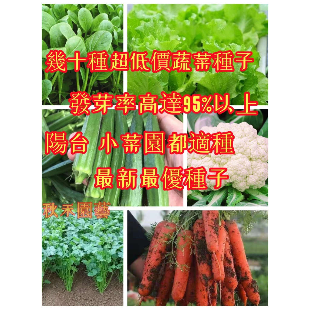 🥦超多款蔬菜種子 菜種子大全  幾十種蔬菜 上海青 四季小白菜 生菜 香菜 蔥 蘿蔔 芹菜 玉米超低價 超高發芽率95%