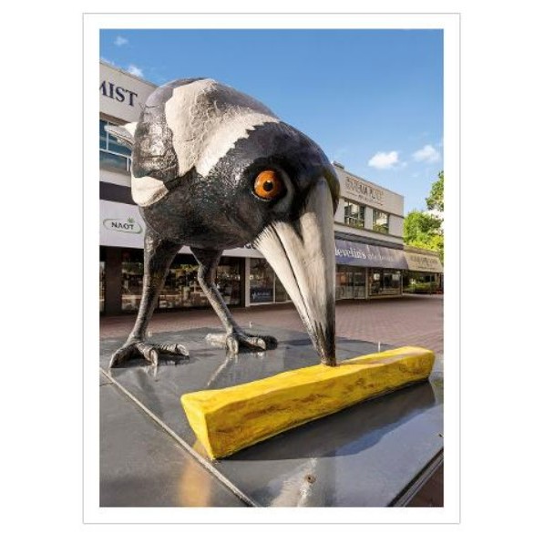 澳大利亞 2023.09.04 澳洲旅遊打卡景點 大喙鳥 郵資已付明信片