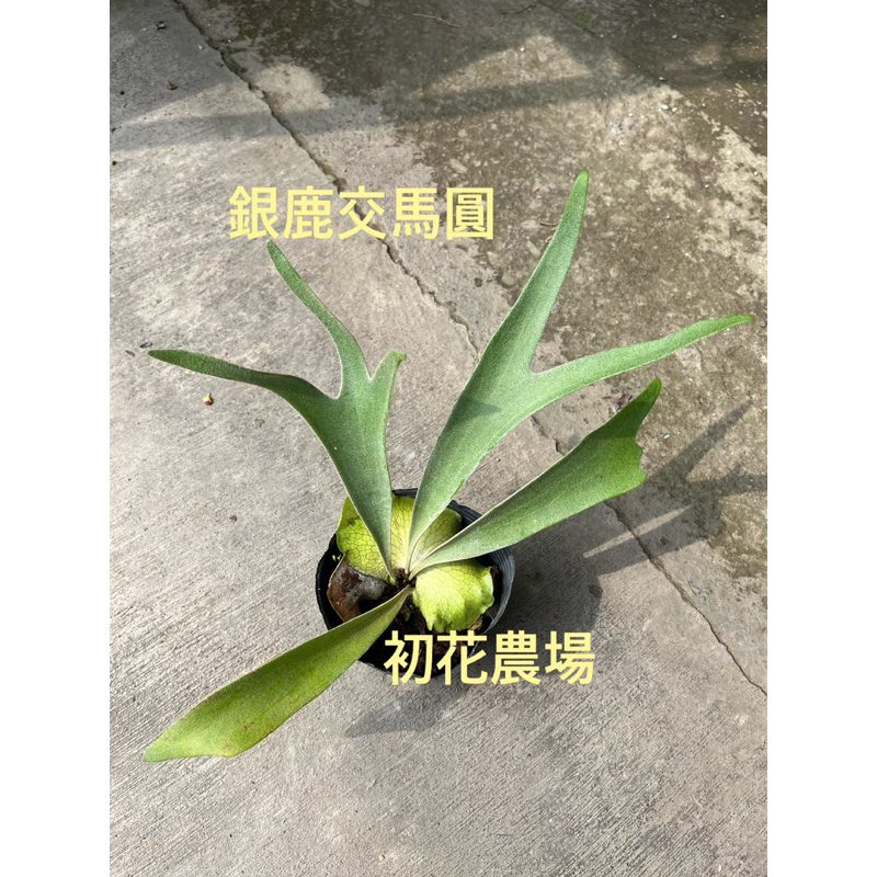 初花農場2店｜鹿角蕨｜銀鹿交馬圓｜4寸黑軟袋｜室內植物｜觀葉植物｜～特價690