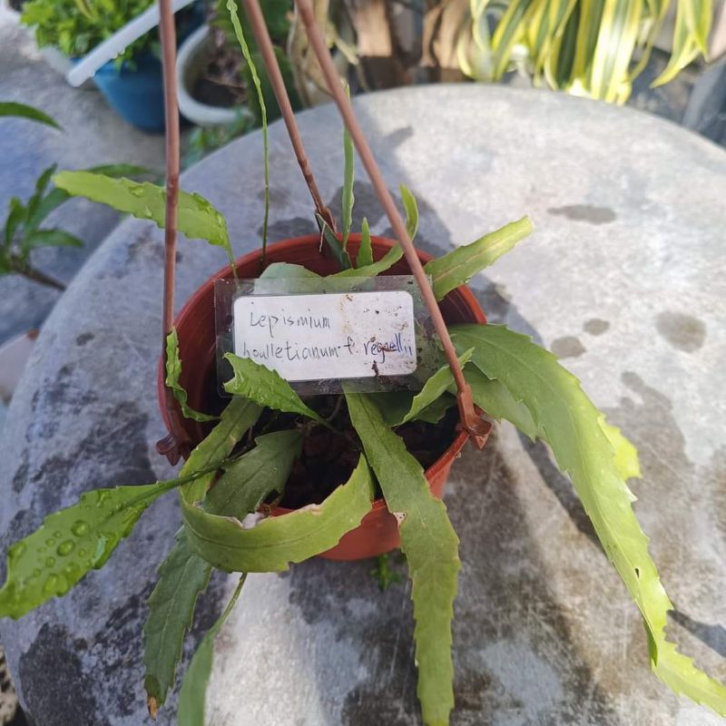 Lepismium houlletianum.f.regnellii 雨林仙人掌 仙人掌 多肉