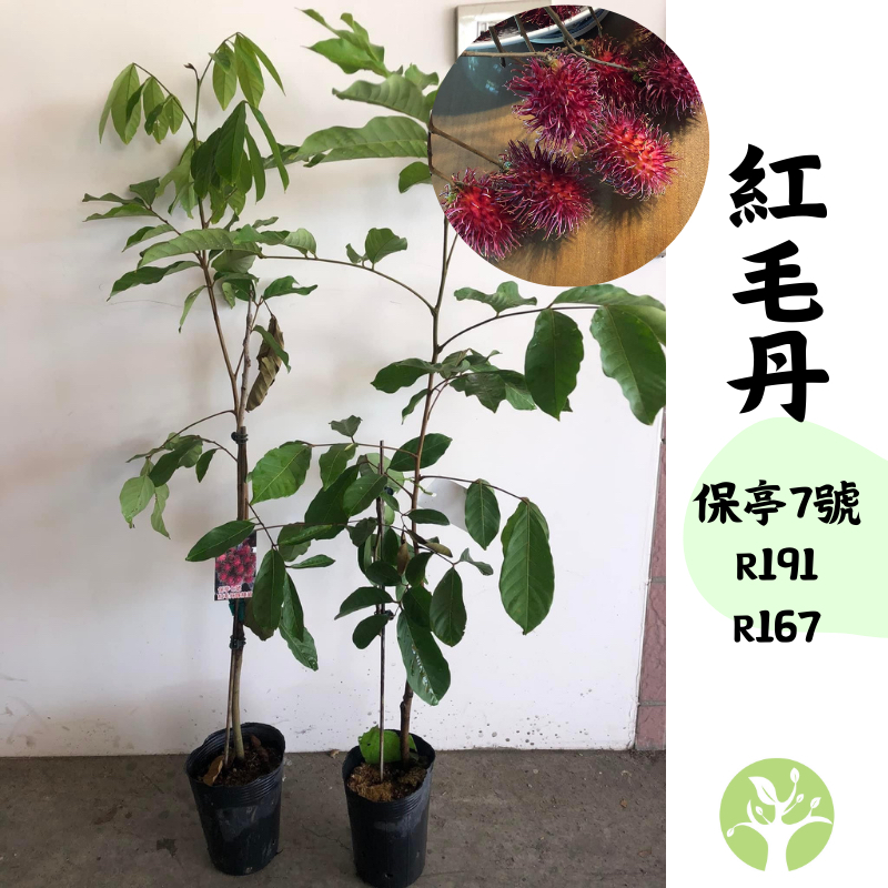 ［農夫世家］離核品種 紅毛丹 靠接苗 商業種植品種 保亭7號 保亭七號 R191 小學生 R167 樹苗 果樹 苗