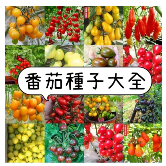 番茄種子 櫻桃番茄種子 聖女果小番茄 四季陽台盆栽播種 番茄水果蔬菜種子 番茄種子大全