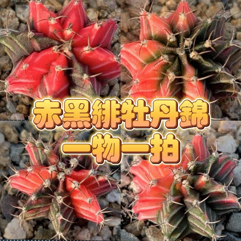 ↠有植感↞ ▮赤黑緋牡丹錦▮一物一拍 多肉植物 多肉 仙人掌科 觀葉植物 觀葉 室內佈置 送禮首選 植栽 盆栽