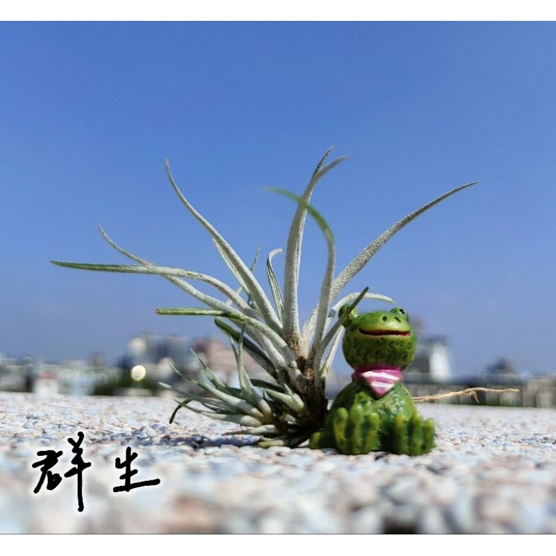 尤利(刺蝟)Tillandsia utriculata （Prengelii ）“入門” “易群生” 空氣鳳梨 空鳳